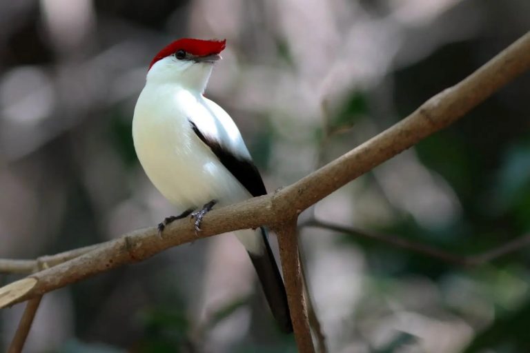 soldadinho-do-araripe-768×512-1